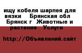 ищу кобеля шарпея для вязки  - Брянская обл., Брянск г. Животные и растения » Услуги   